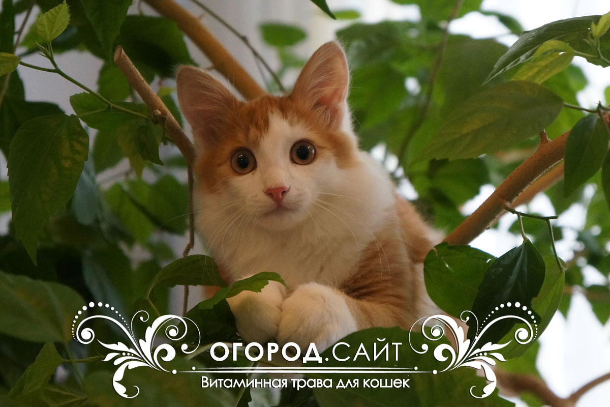 Трава для кошек | ОГОРОД.сайт